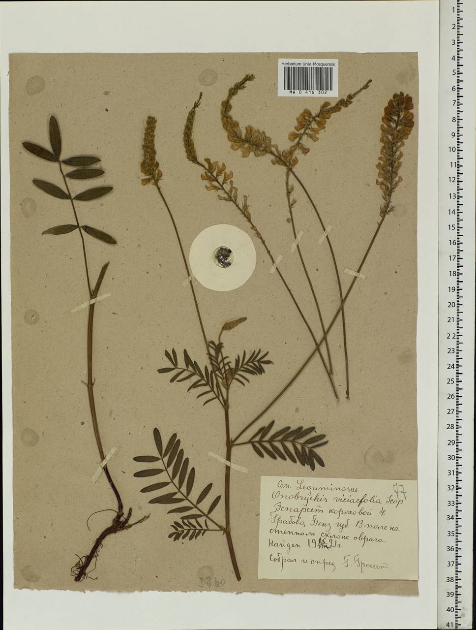 Onobrychis viciifolia Scop., Eastern Europe, Middle Volga region (E8) (Russia)