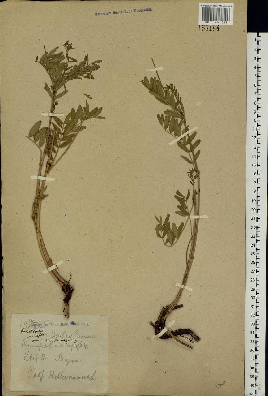 Onobrychis viciifolia Scop., Eastern Europe, Eastern region (E10) (Russia)