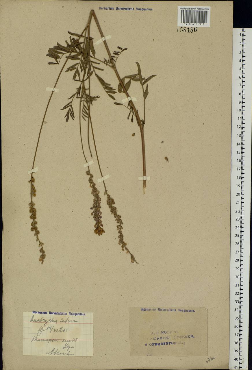 Onobrychis viciifolia Scop., Eastern Europe, Eastern region (E10) (Russia)