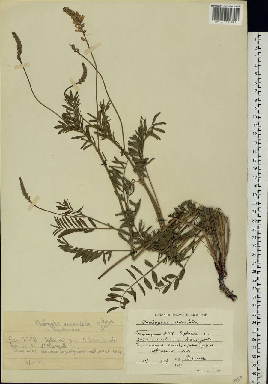 Onobrychis viciifolia Scop., Eastern Europe, Eastern region (E10) (Russia)