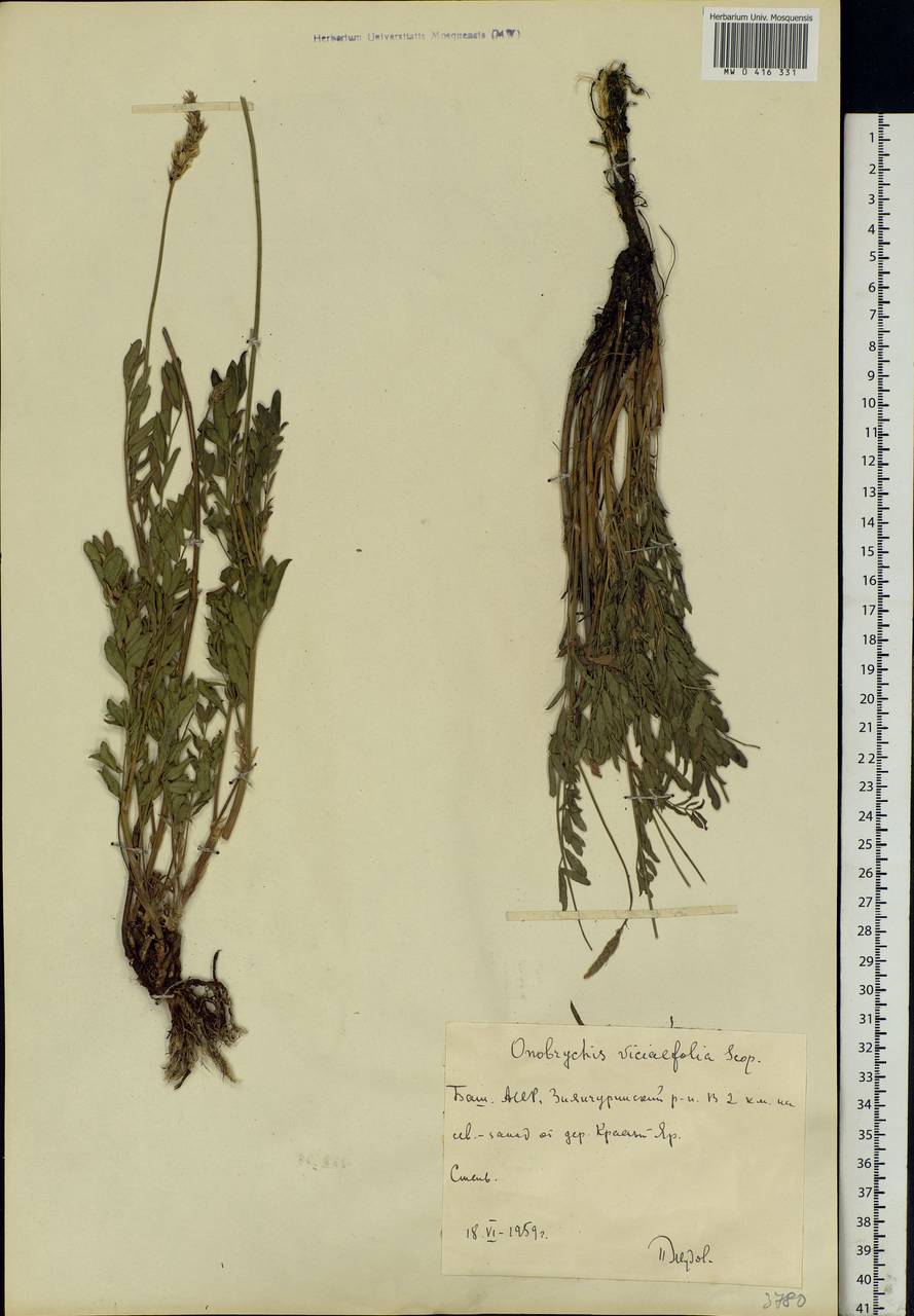 Onobrychis viciifolia Scop., Eastern Europe, Eastern region (E10) (Russia)