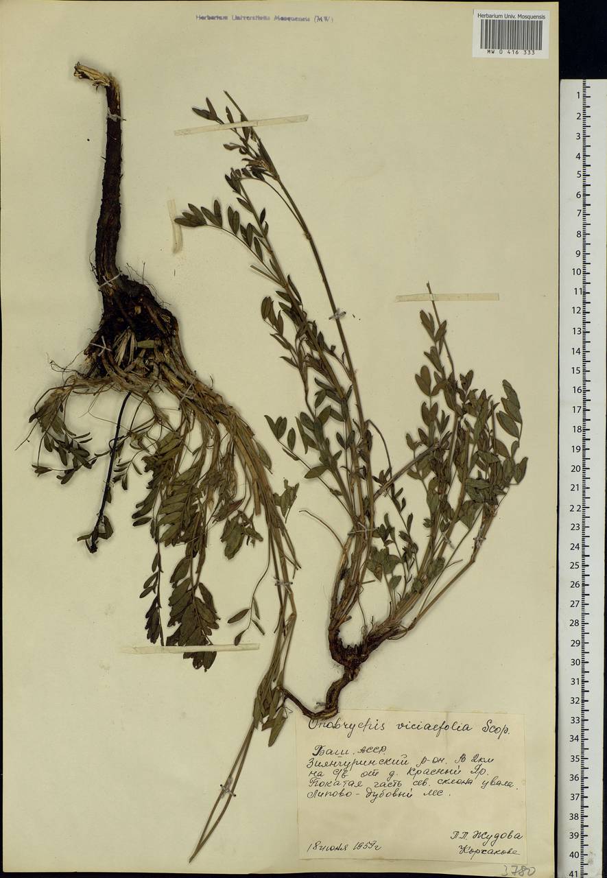 Onobrychis viciifolia Scop., Eastern Europe, Eastern region (E10) (Russia)