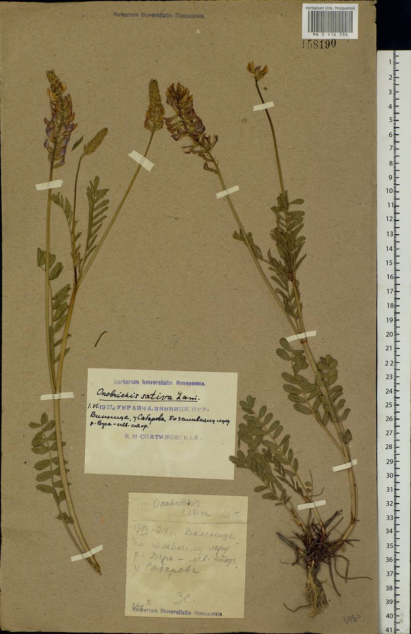 Onobrychis viciifolia Scop., Eastern Europe, South Ukrainian region (E12) (Ukraine)