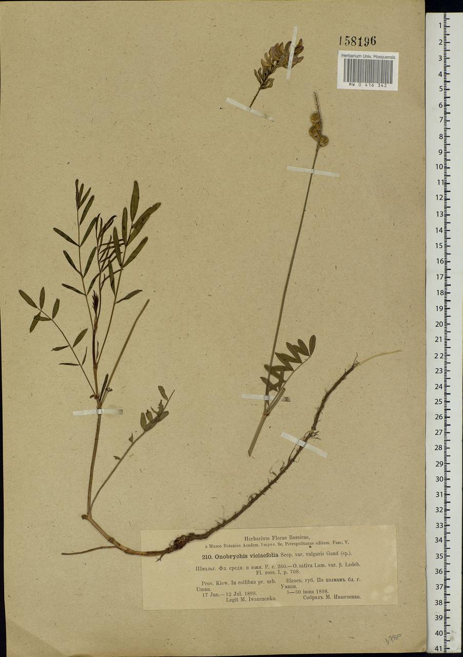 Onobrychis viciifolia Scop., Eastern Europe, South Ukrainian region (E12) (Ukraine)