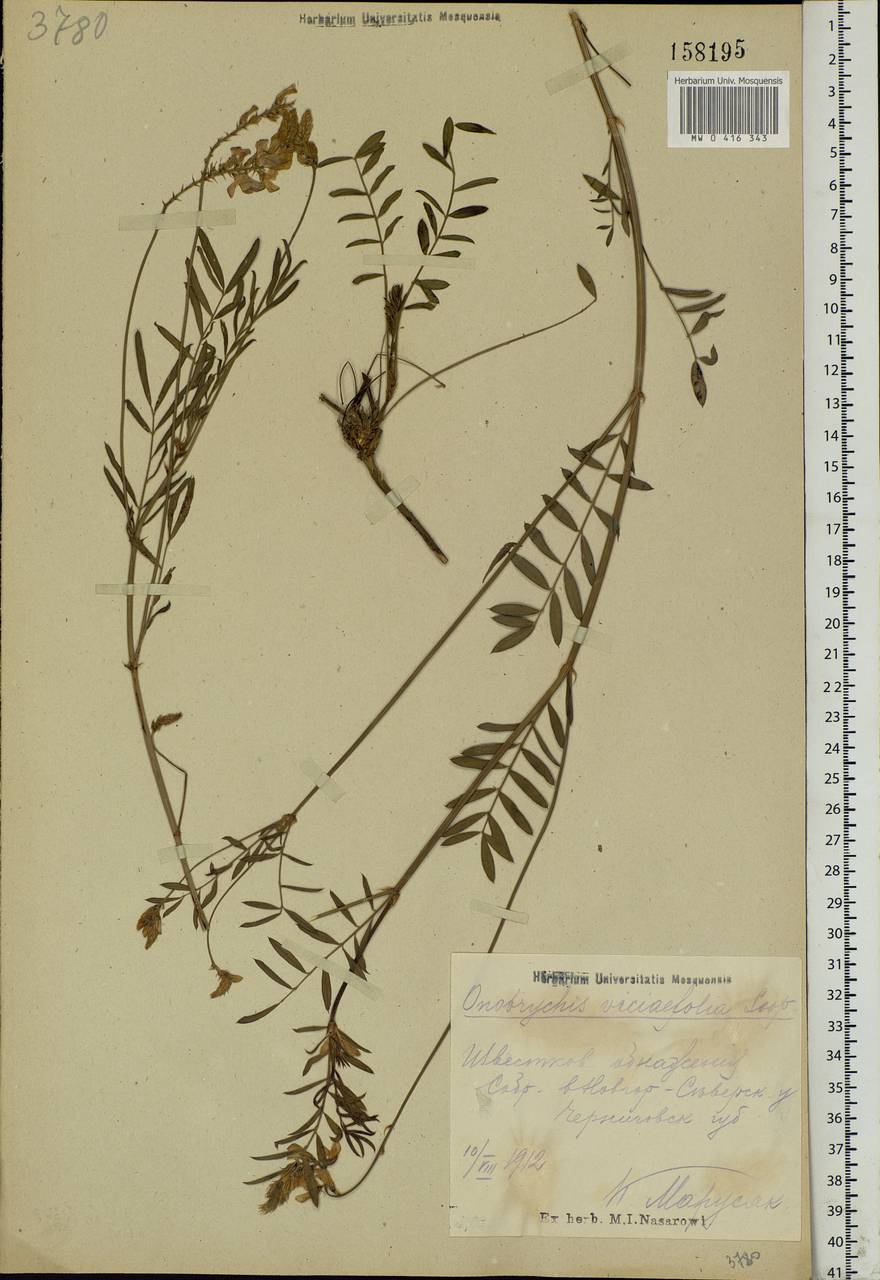 Onobrychis viciifolia Scop., Eastern Europe, North Ukrainian region (E11) (Ukraine)