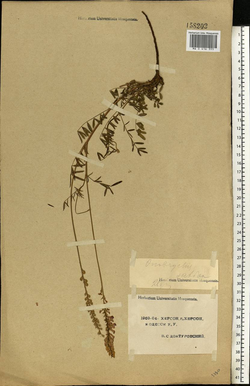 Onobrychis viciifolia Scop., Eastern Europe, South Ukrainian region (E12) (Ukraine)