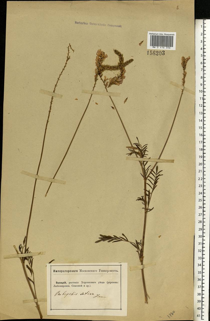 Onobrychis viciifolia Scop., Eastern Europe, South Ukrainian region (E12) (Ukraine)