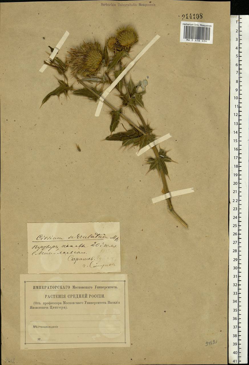 Lophiolepis serrulata (M. Bieb.) Del Guacchio, Bures, Iamonico & P. Caputo, Eastern Europe, Lower Volga region (E9) (Russia)