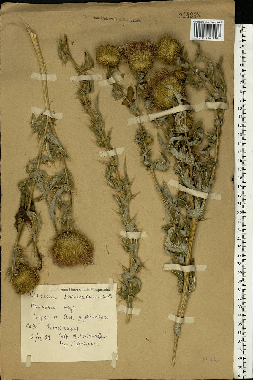Lophiolepis serrulata (M. Bieb.) Del Guacchio, Bures, Iamonico & P. Caputo, Eastern Europe, Rostov Oblast (E12a) (Russia)