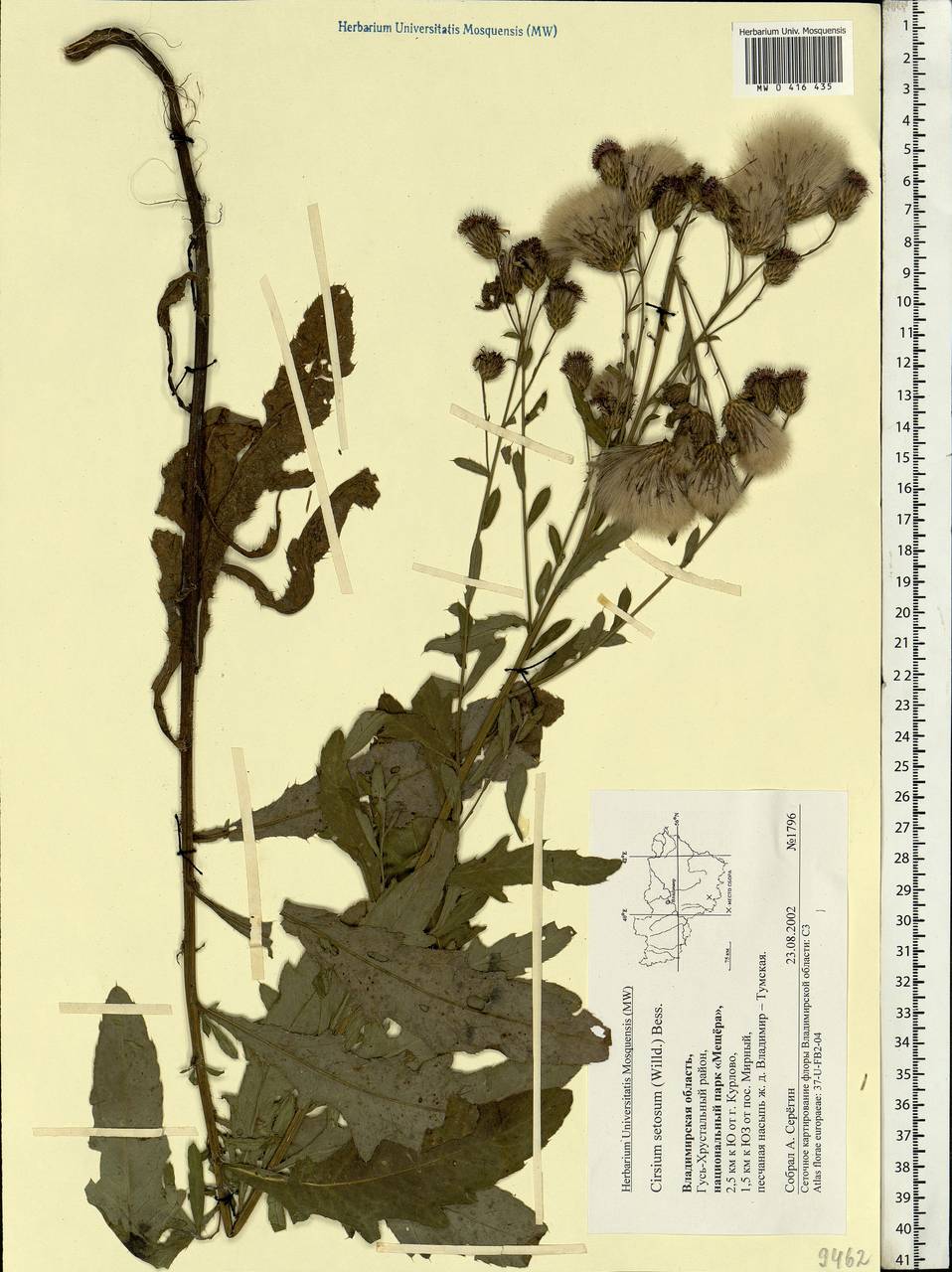 Cirsium arvense (L.) Scop., Eastern Europe, Central region (E4) (Russia)