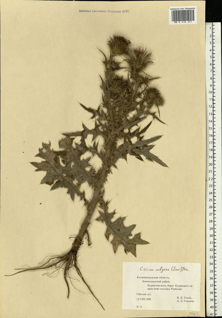 Cirsium vulgare (Savi) Ten., Eastern Europe, North-Western region (E2) (Russia)