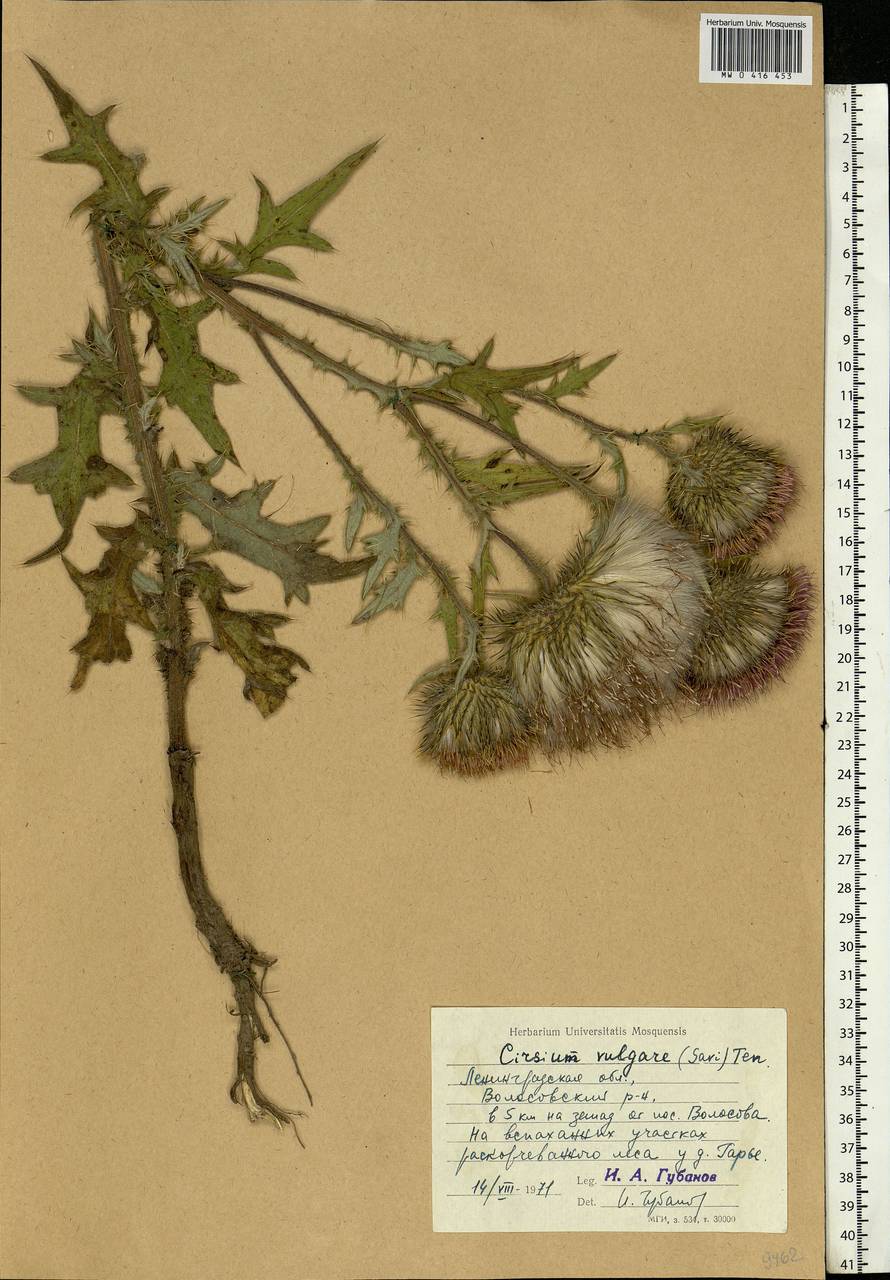 Cirsium vulgare (Savi) Ten., Eastern Europe, North-Western region (E2) (Russia)