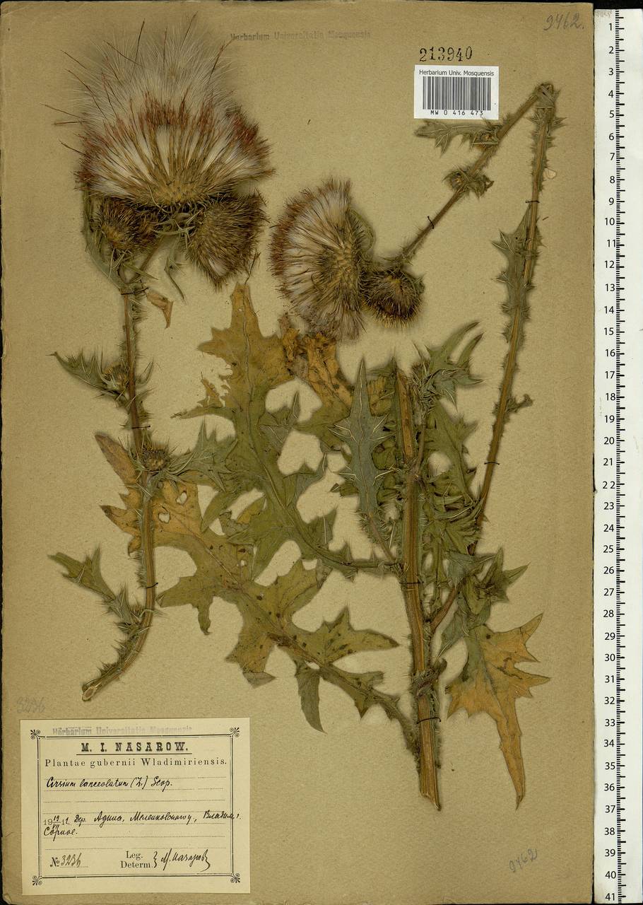 Cirsium vulgare (Savi) Ten., Eastern Europe, Central region (E4) (Russia)