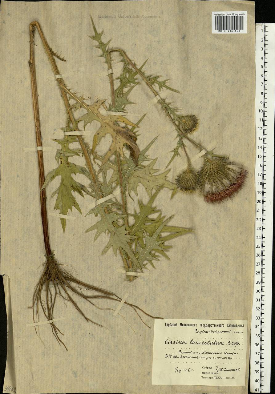 Cirsium vulgare (Savi) Ten., Eastern Europe, Moscow region (E4a) (Russia)