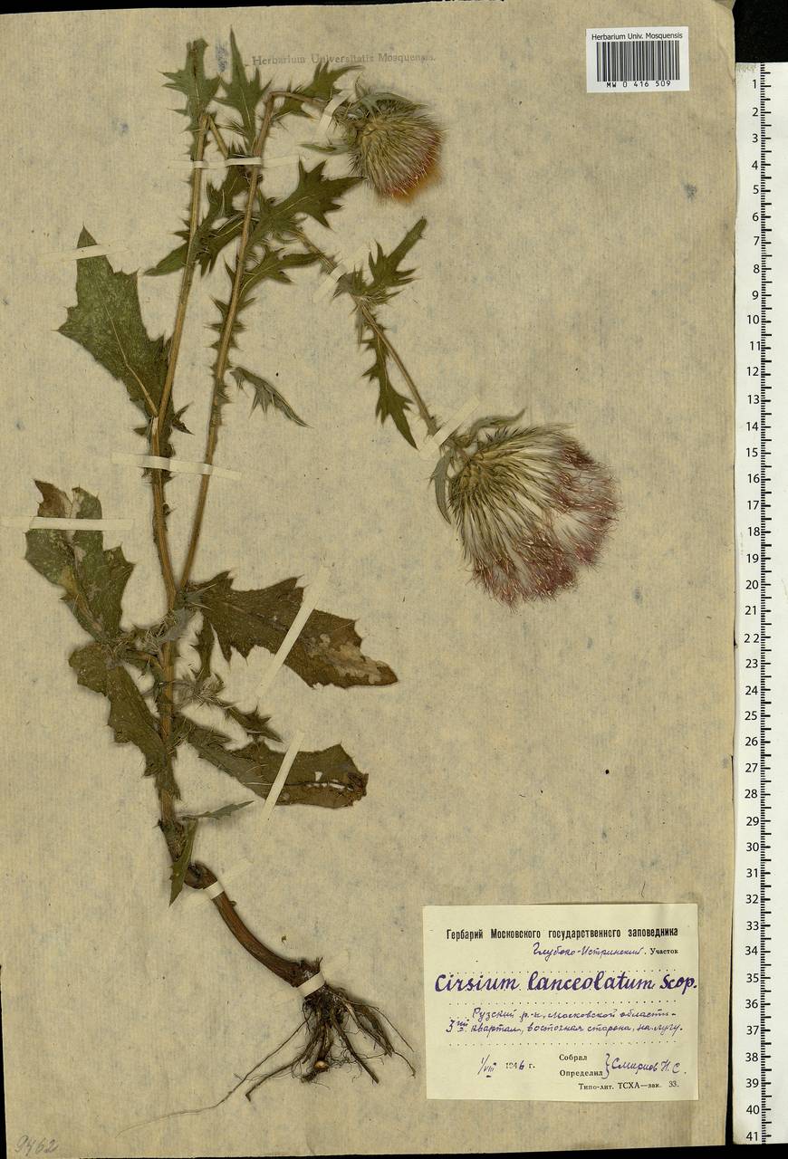 Cirsium vulgare (Savi) Ten., Eastern Europe, Moscow region (E4a) (Russia)