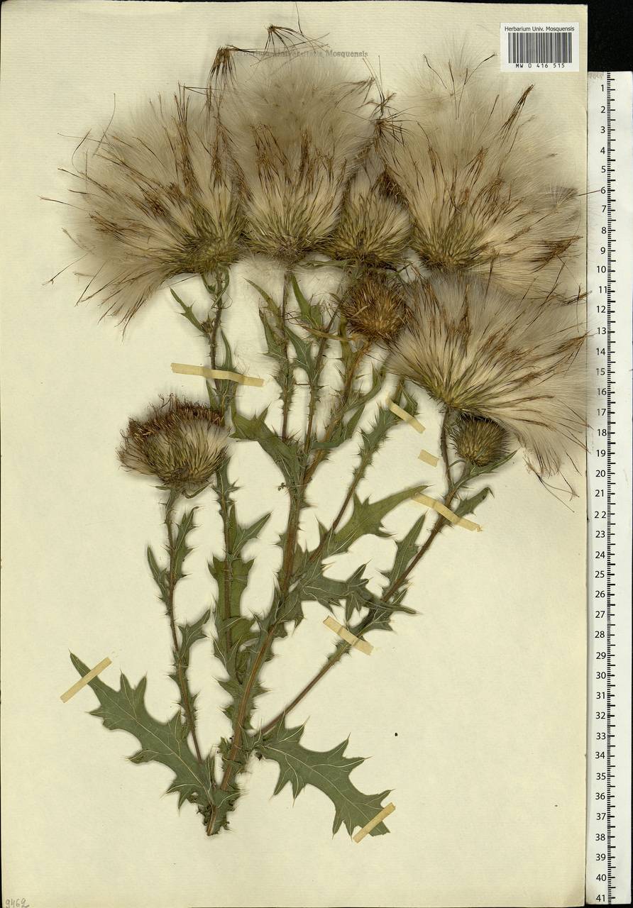 Cirsium vulgare (Savi) Ten., Eastern Europe, Moscow region (E4a) (Russia)