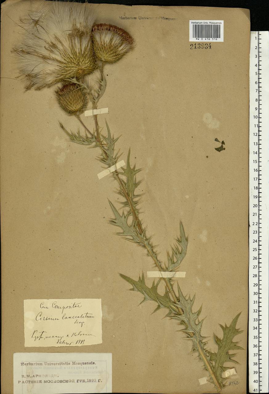 Cirsium vulgare (Savi) Ten., Eastern Europe, Moscow region (E4a) (Russia)
