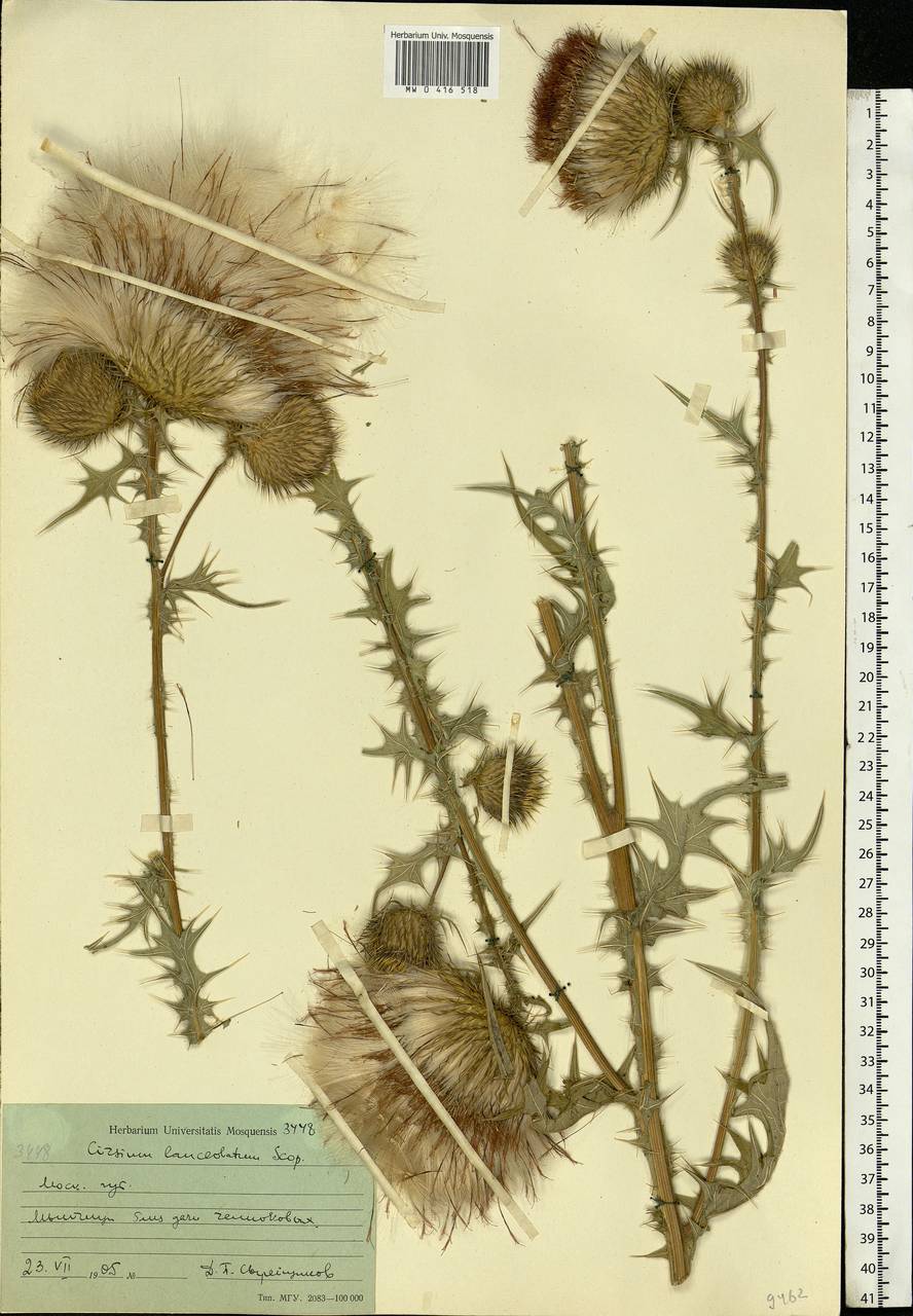 Cirsium vulgare (Savi) Ten., Eastern Europe, Moscow region (E4a) (Russia)