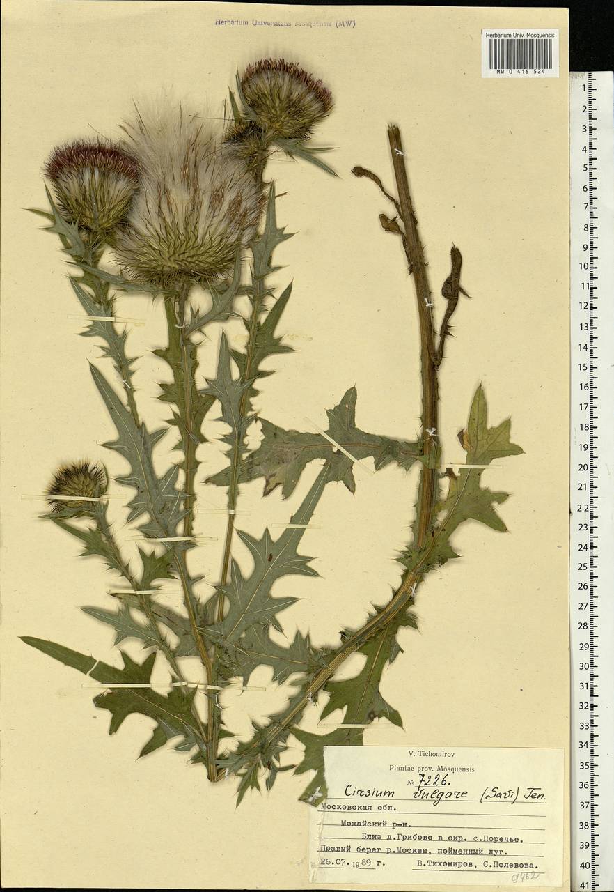 Cirsium vulgare (Savi) Ten., Eastern Europe, Moscow region (E4a) (Russia)