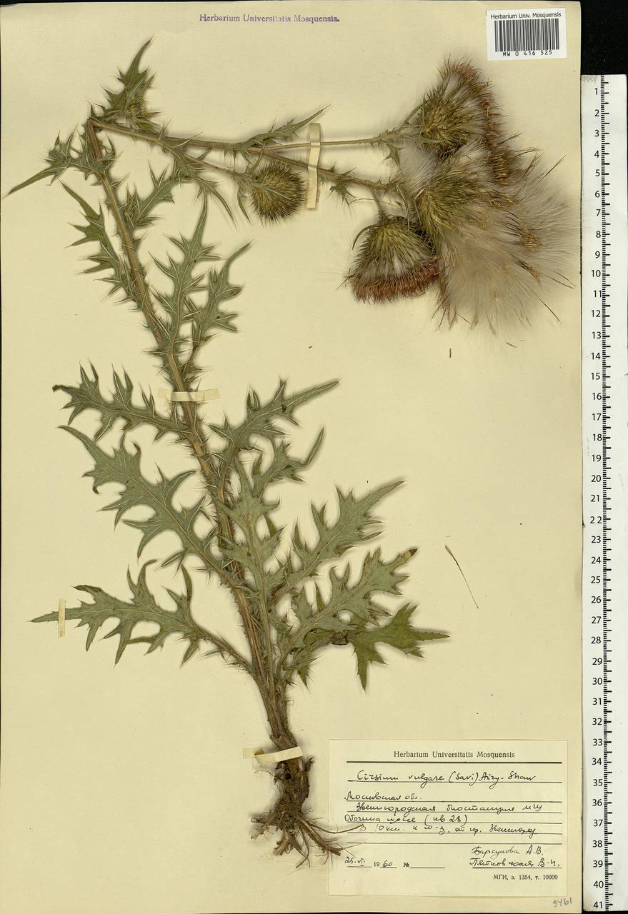 Cirsium vulgare (Savi) Ten., Eastern Europe, Moscow region (E4a) (Russia)