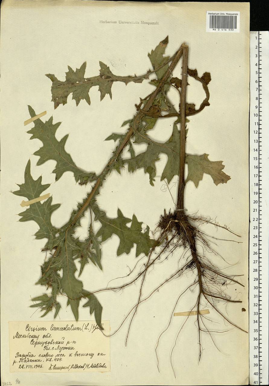 Cirsium vulgare (Savi) Ten., Eastern Europe, Moscow region (E4a) (Russia)