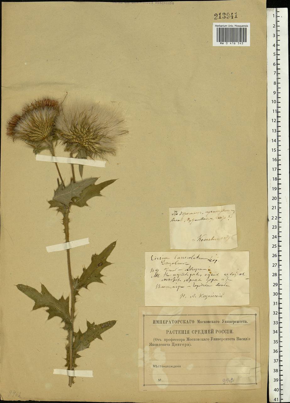 Cirsium vulgare (Savi) Ten., Eastern Europe, Central region (E4) (Russia)