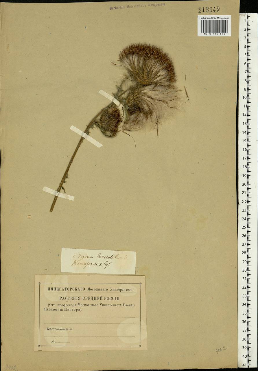 Cirsium vulgare (Savi) Ten., Eastern Europe, Central forest region (E5) (Russia)