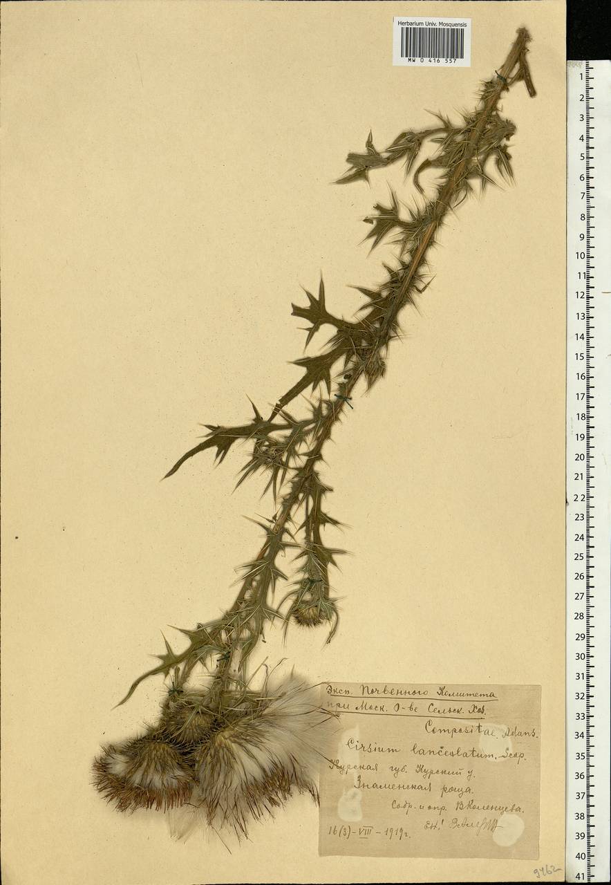 Cirsium vulgare (Savi) Ten., Eastern Europe, Central forest-and-steppe region (E6) (Russia)