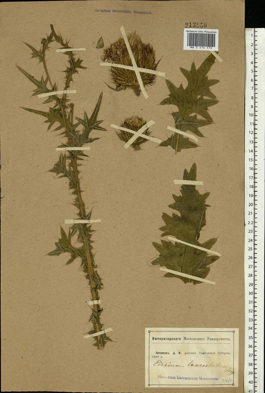 Cirsium vulgare (Savi) Ten., Eastern Europe, Central forest-and-steppe region (E6) (Russia)