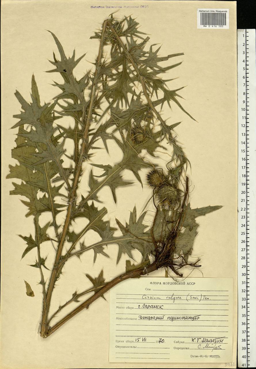 Cirsium vulgare (Savi) Ten., Eastern Europe, Middle Volga region (E8) (Russia)