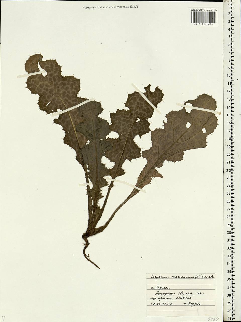 Silybum marianum (L.) Gaertn., Eastern Europe, Central region (E4) (Russia)