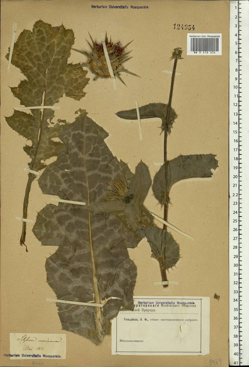 Silybum marianum (L.) Gaertn., Eastern Europe, South Ukrainian region (E12) (Ukraine)