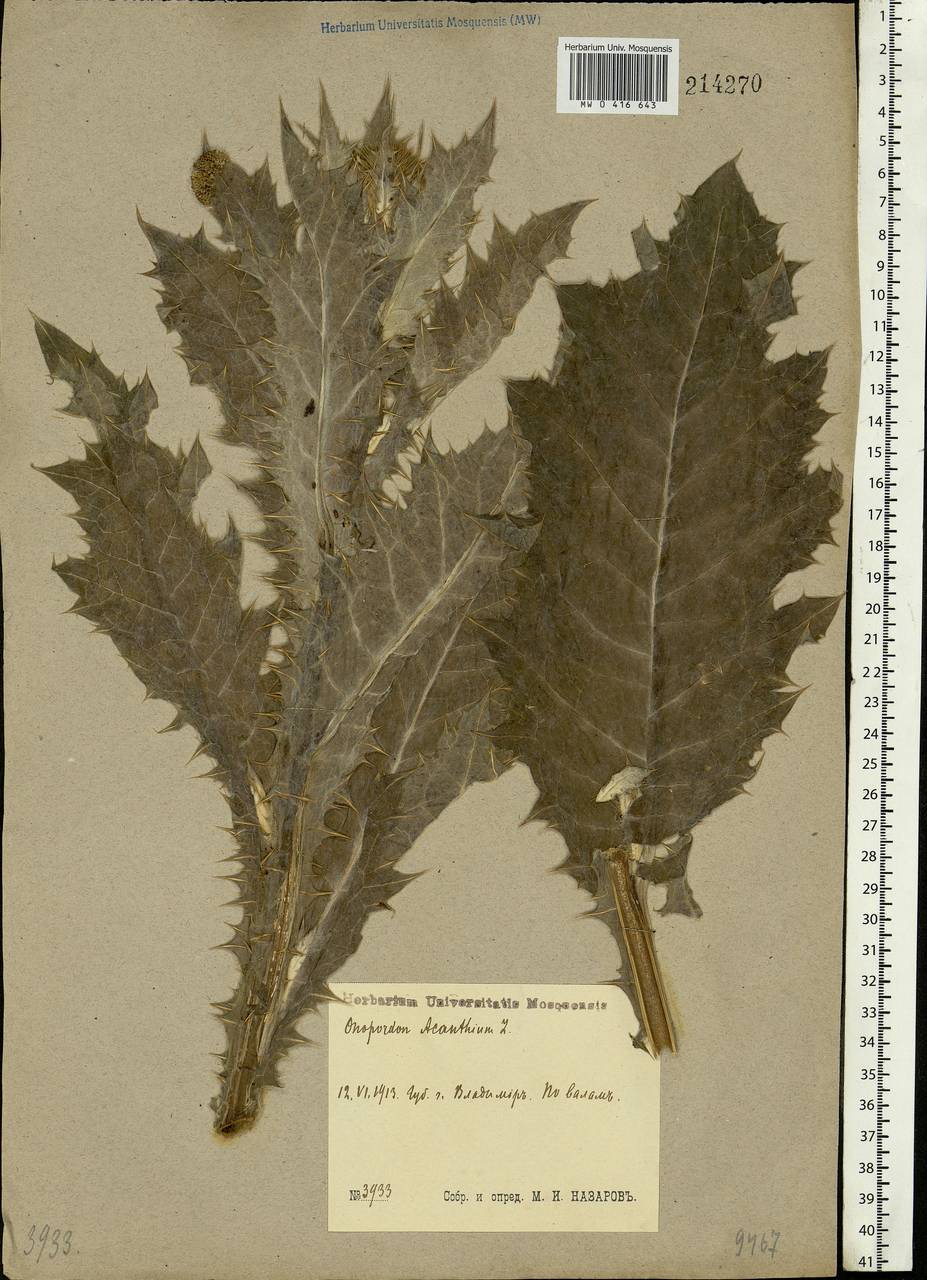 Onopordum acanthium L., Eastern Europe, Central region (E4) (Russia)