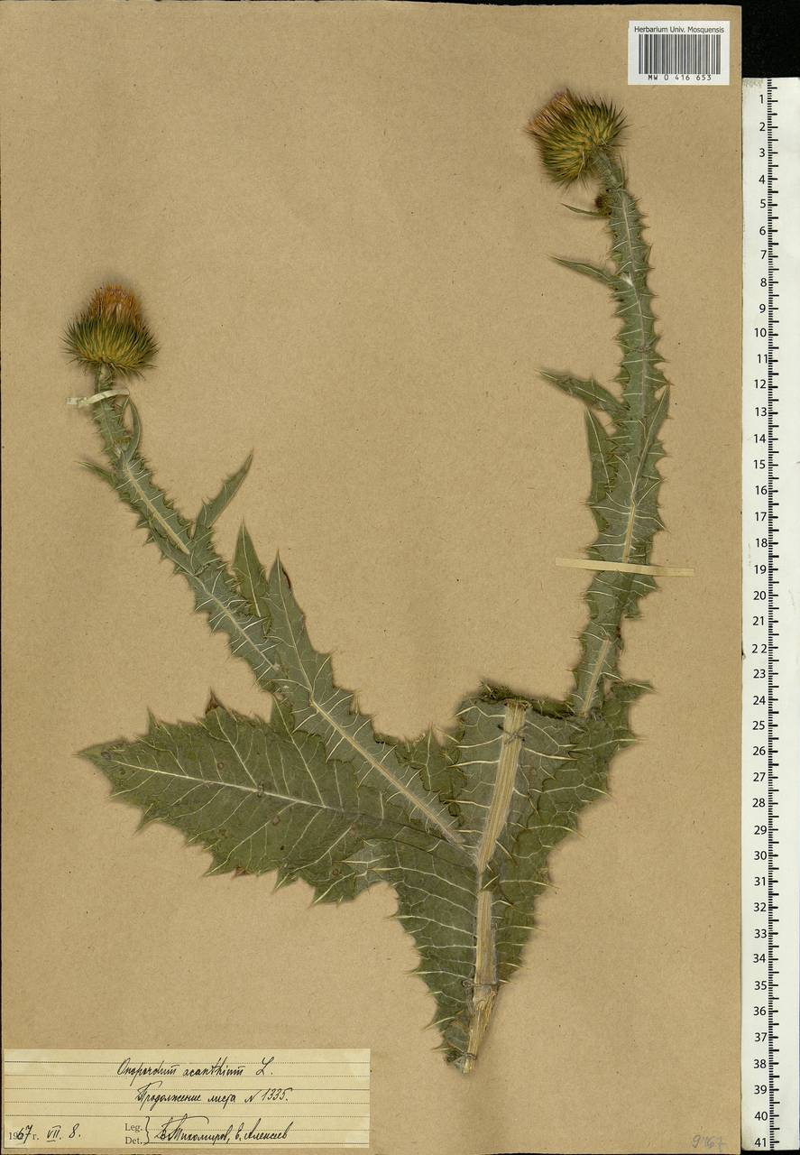 Onopordum acanthium L., Eastern Europe, Central region (E4) (Russia)