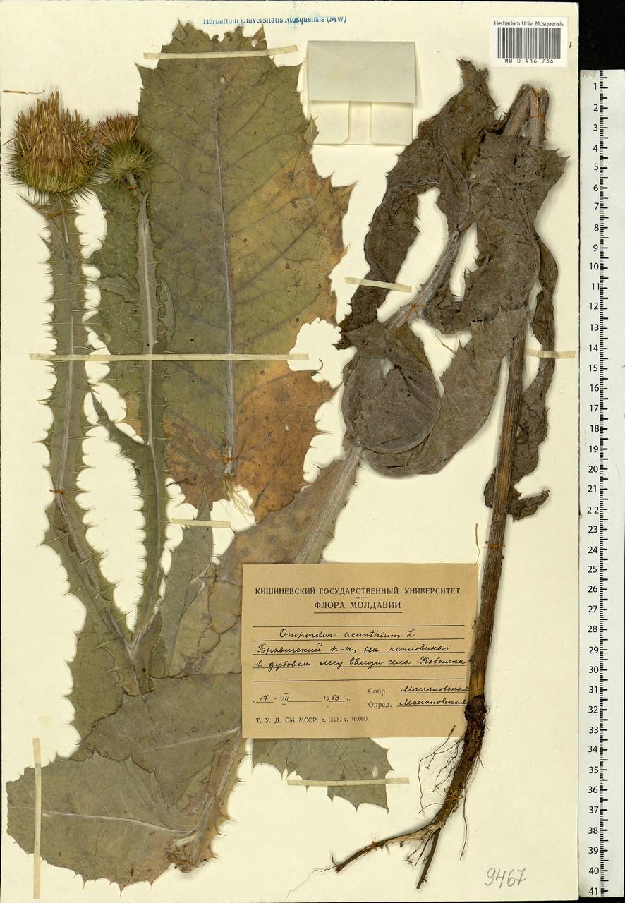 Onopordum acanthium L., Eastern Europe, Moldova (E13a) (Moldova)