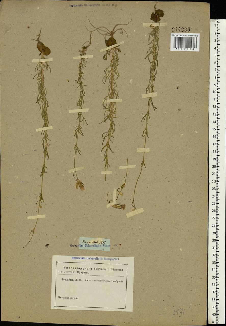 Crupina vulgaris (Pers.) Cass., Eastern Europe, Rostov Oblast (E12a) (Russia)