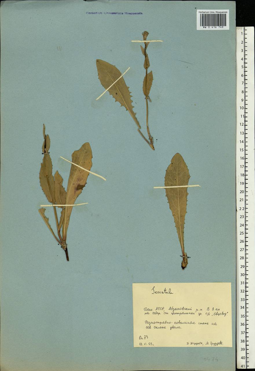 Serratula, Eastern Europe, Eastern region (E10) (Russia)