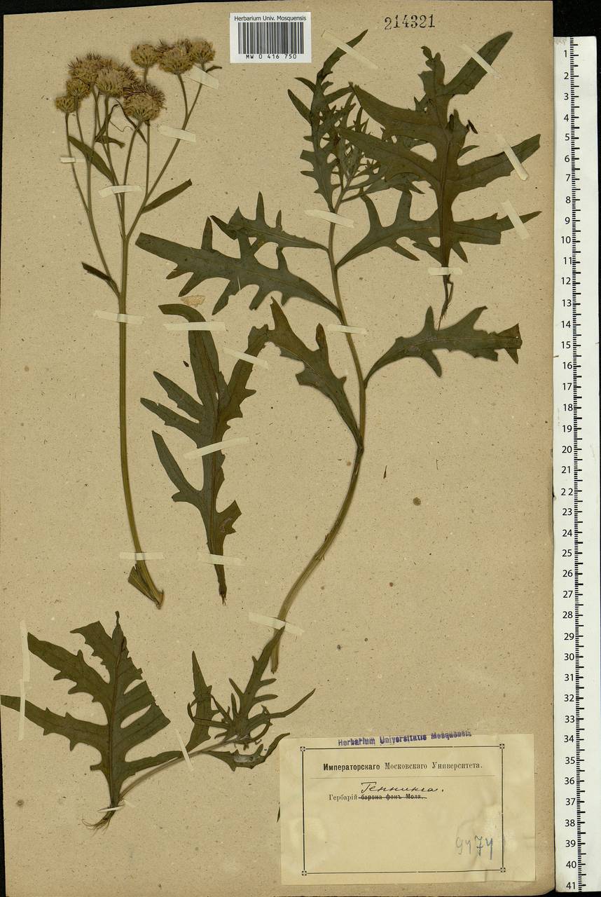 Serratula, Eastern Europe (no precise locality) (E0) (Not classified)