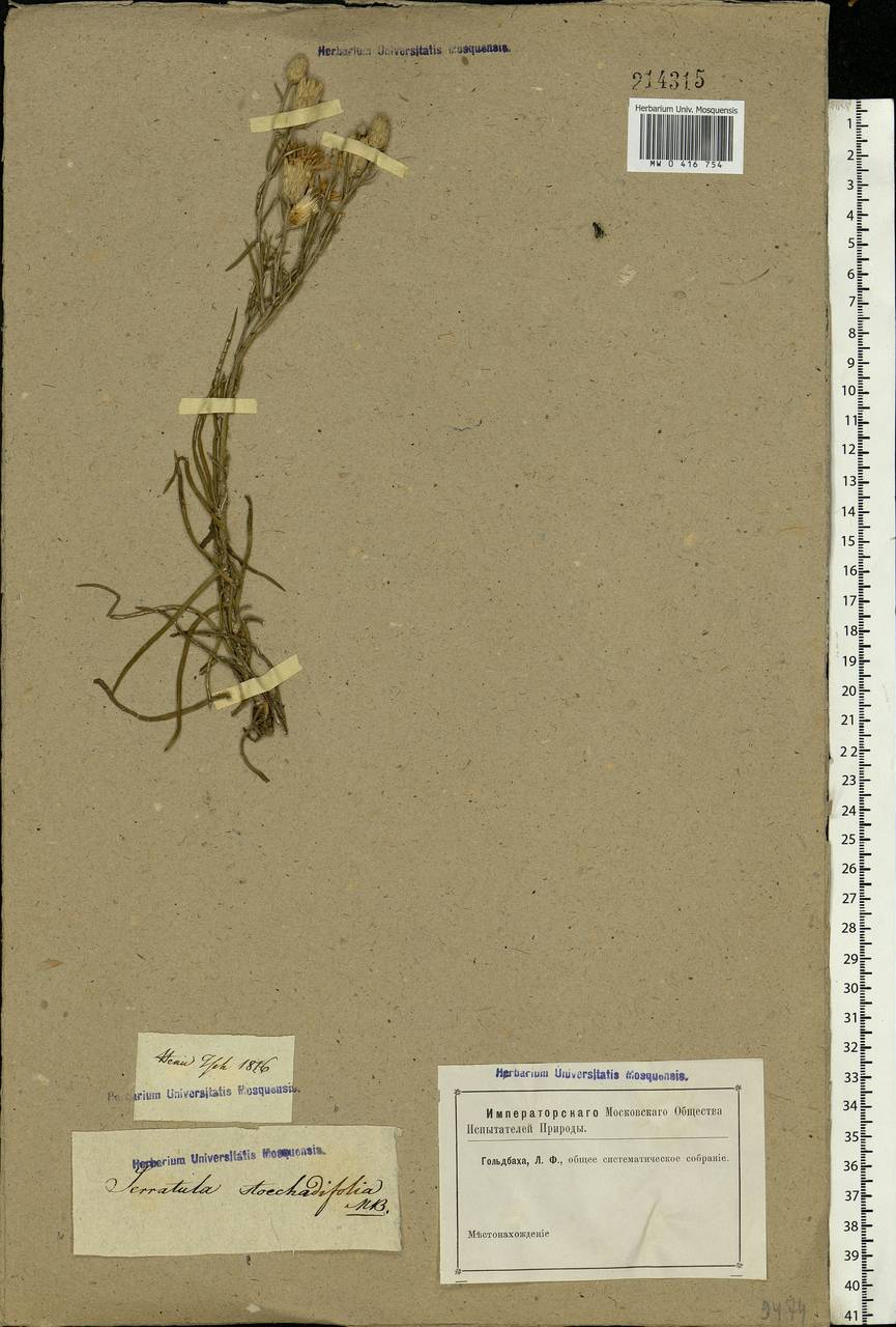 Serratula, Eastern Europe, Rostov Oblast (E12a) (Russia)