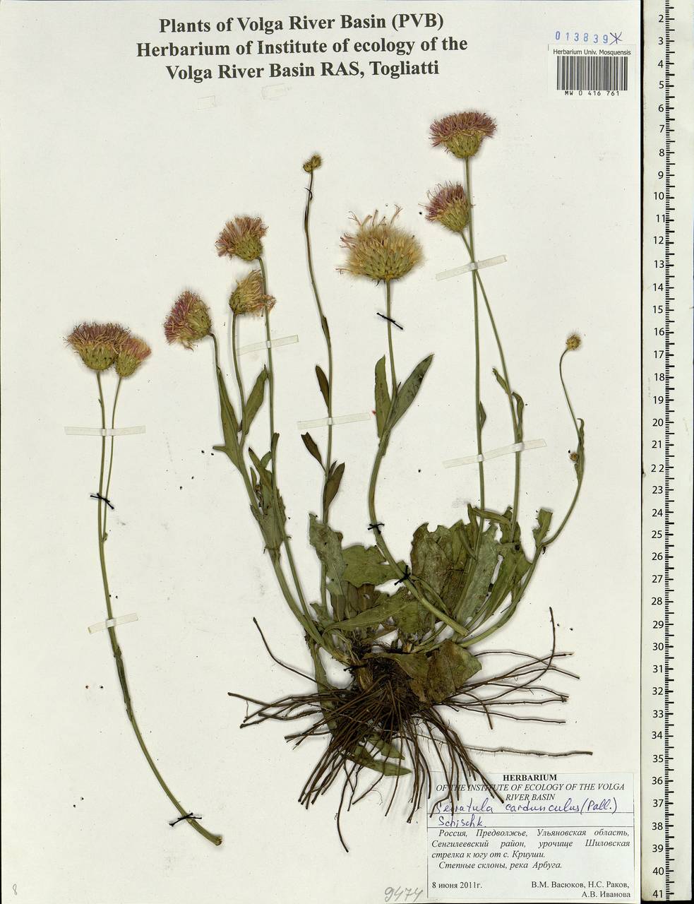 Klasea cardunculus (Pall.) Holub, Eastern Europe, Middle Volga region (E8) (Russia)