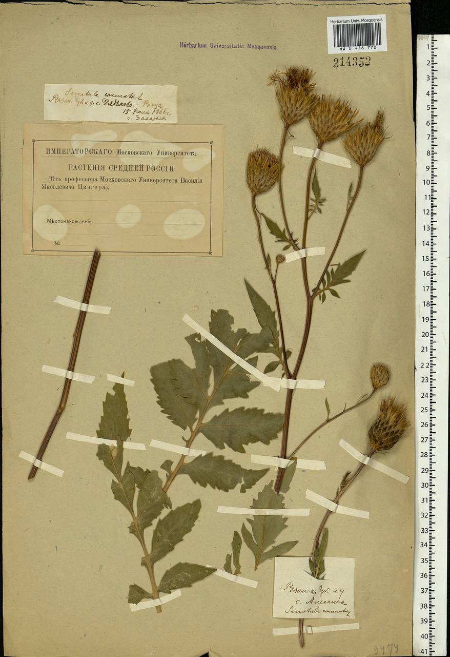 Serratula coronata L., Eastern Europe, Central region (E4) (Russia)