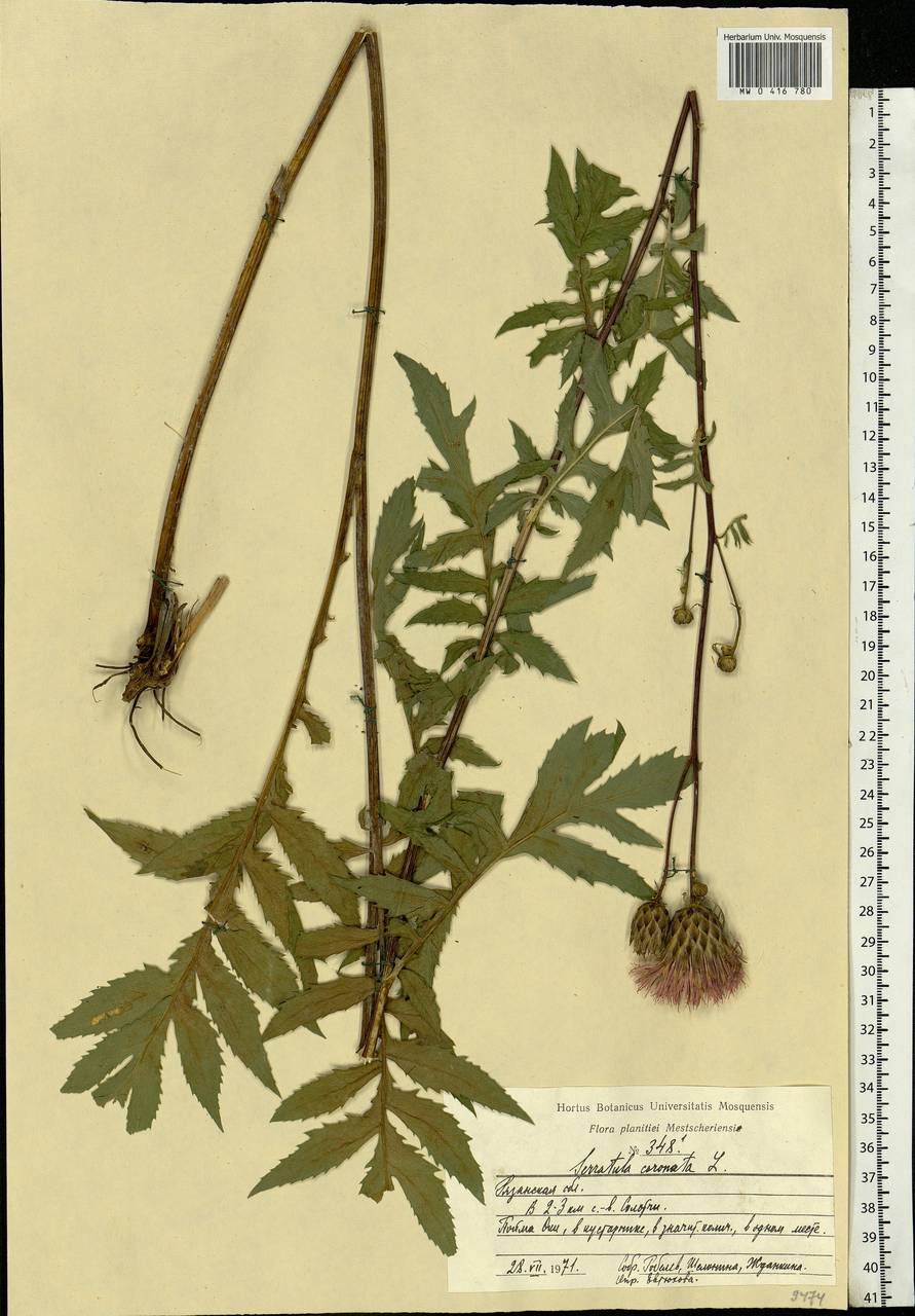 Serratula coronata L., Eastern Europe, Central region (E4) (Russia)