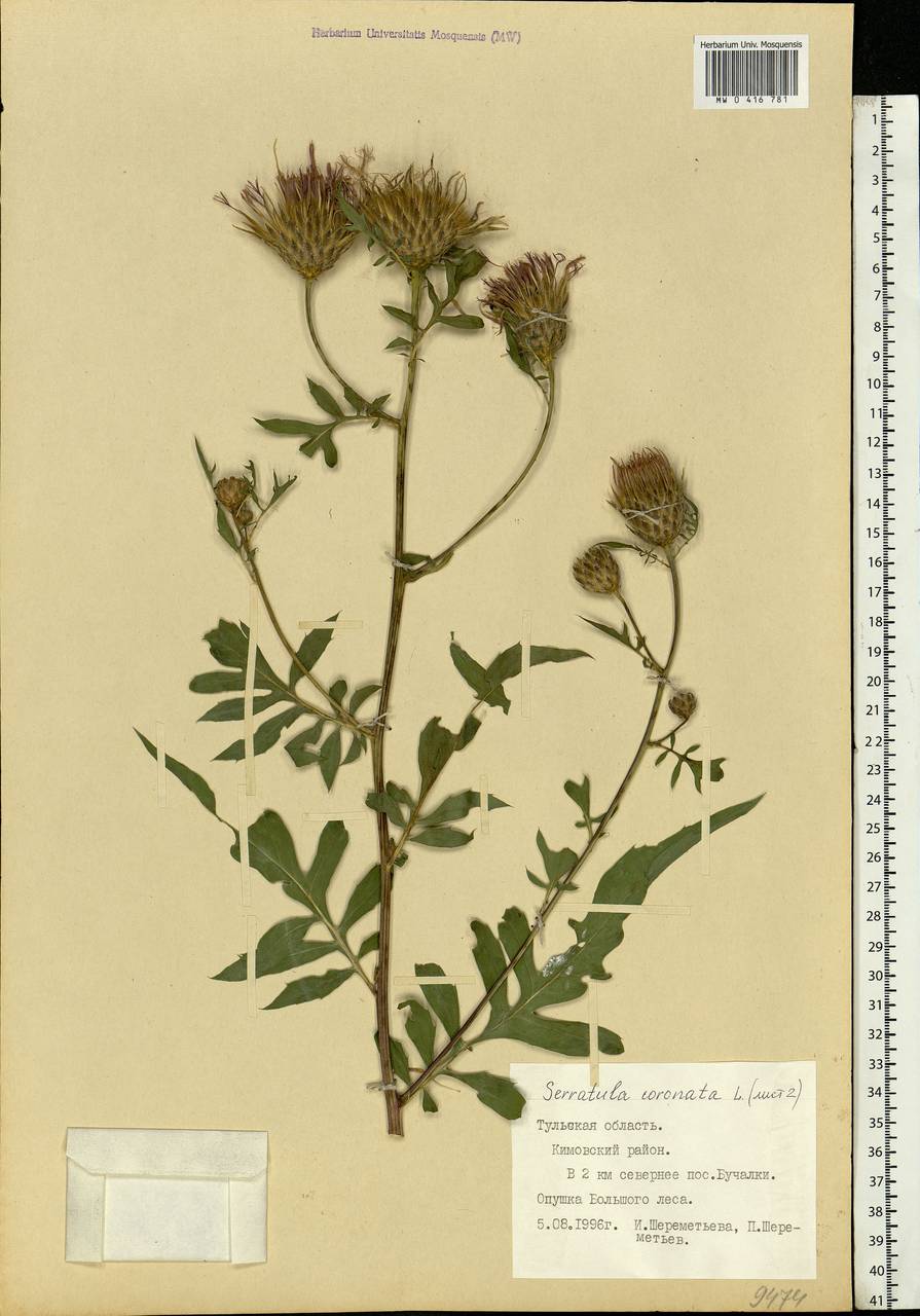 Serratula coronata L., Eastern Europe, Central region (E4) (Russia)