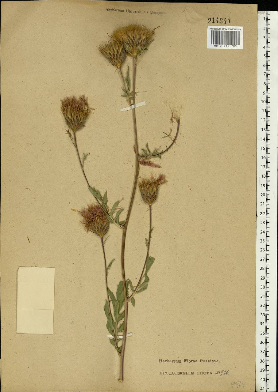 Serratula coronata L., Eastern Europe, Moscow region (E4a) (Russia)