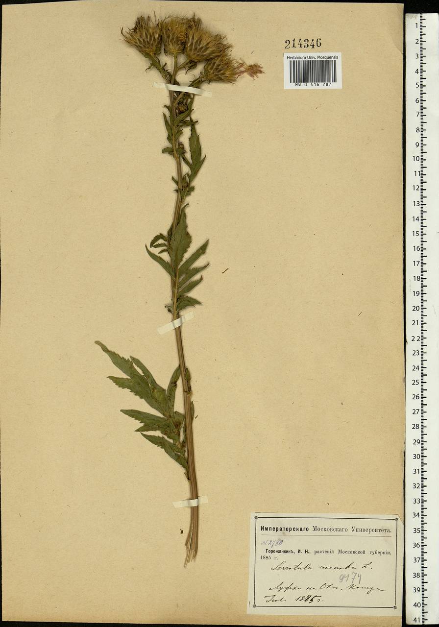 Serratula coronata L., Eastern Europe, Moscow region (E4a) (Russia)