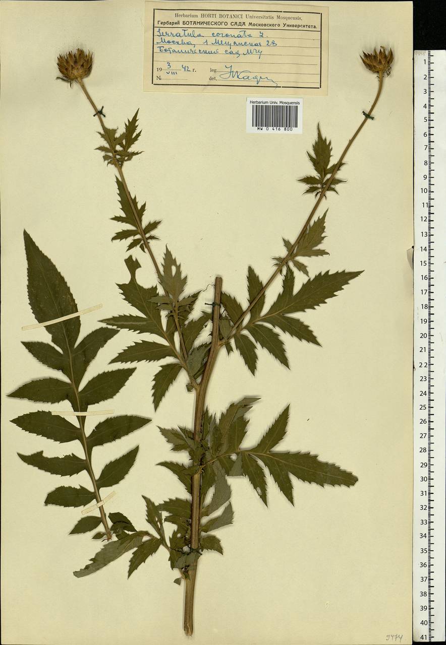 Serratula coronata L., Eastern Europe, Moscow region (E4a) (Russia)