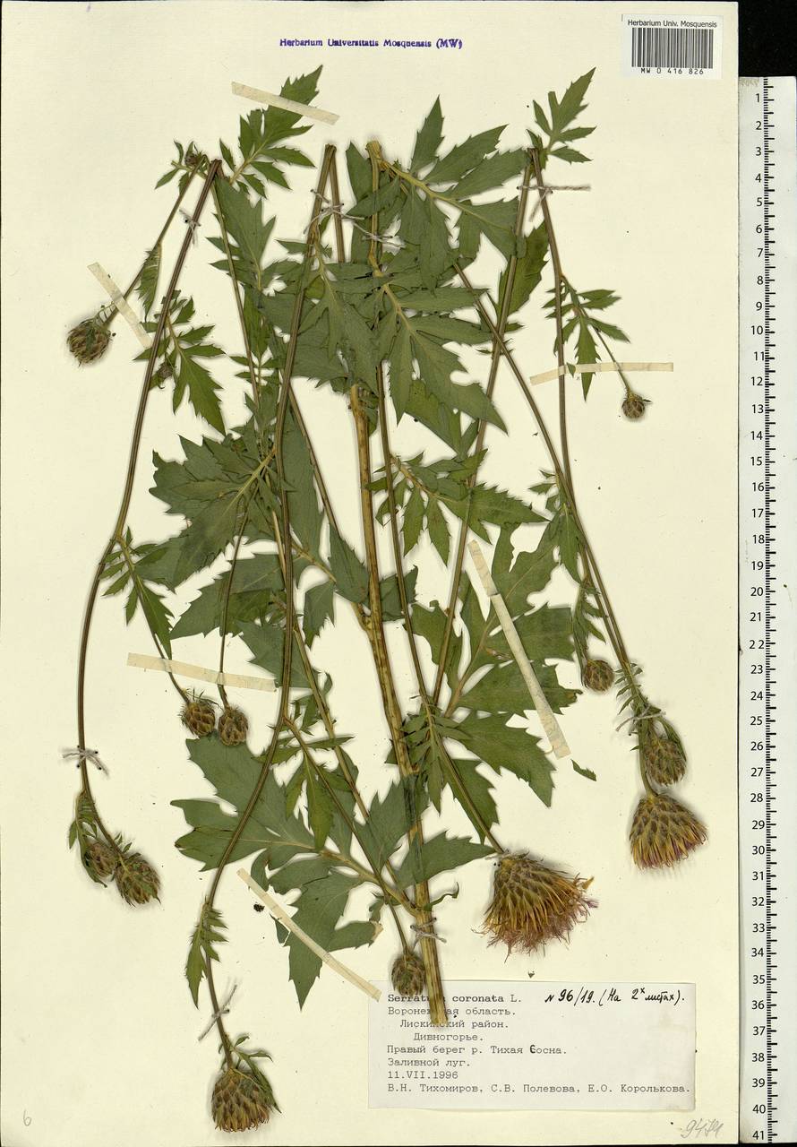 Serratula coronata L., Eastern Europe, Central forest-and-steppe region (E6) (Russia)