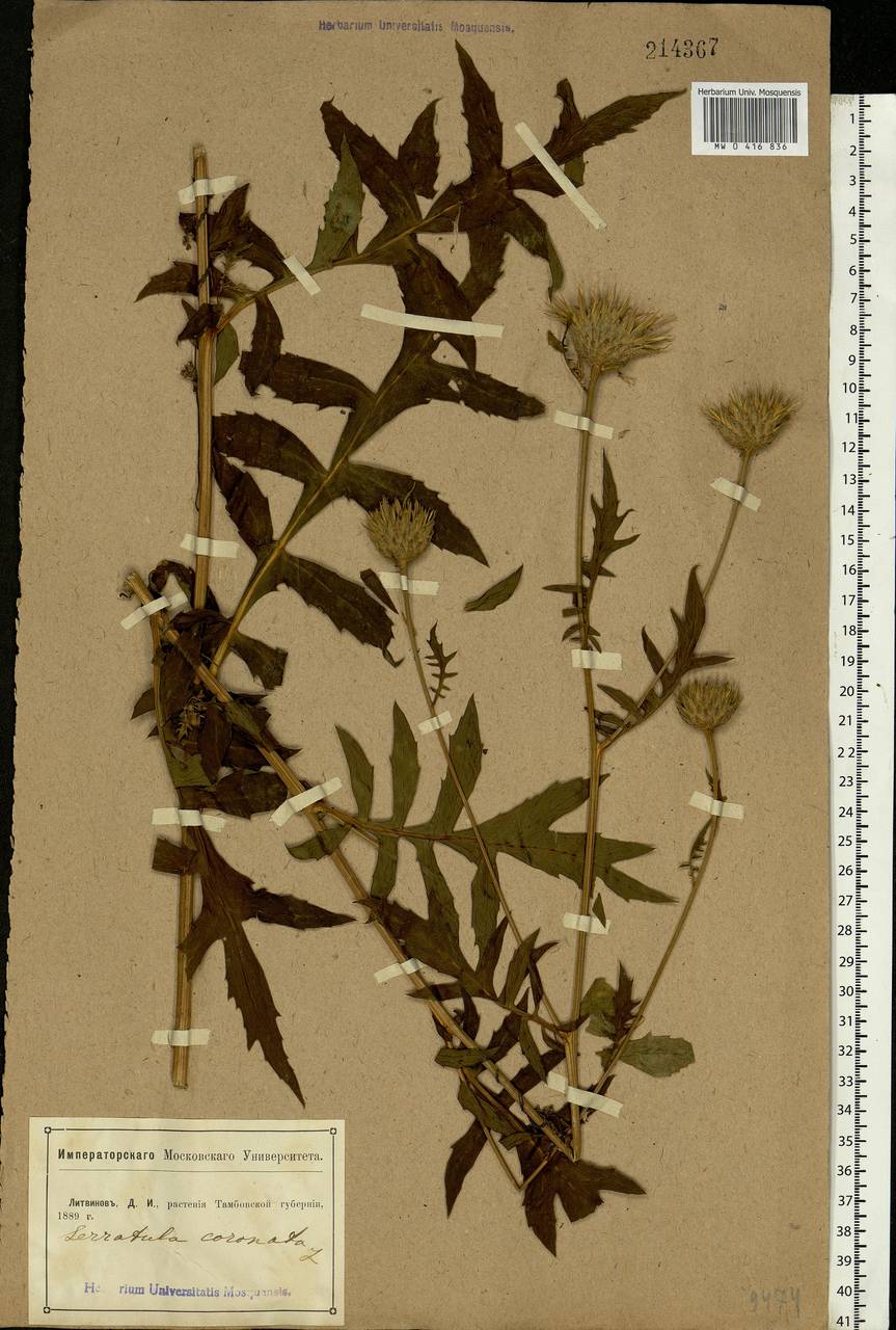 Serratula coronata L., Eastern Europe, Central forest-and-steppe region (E6) (Russia)