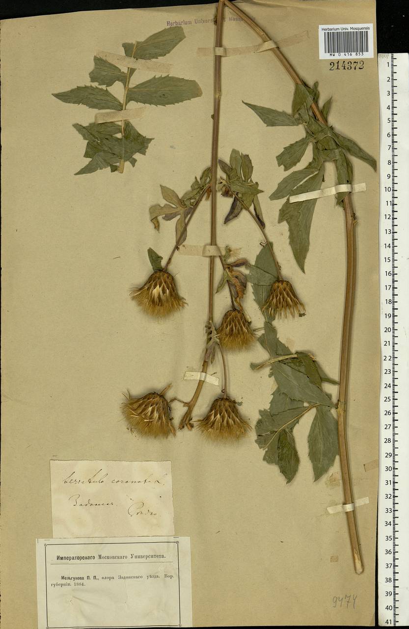 Serratula coronata L., Eastern Europe, Central forest-and-steppe region (E6) (Russia)