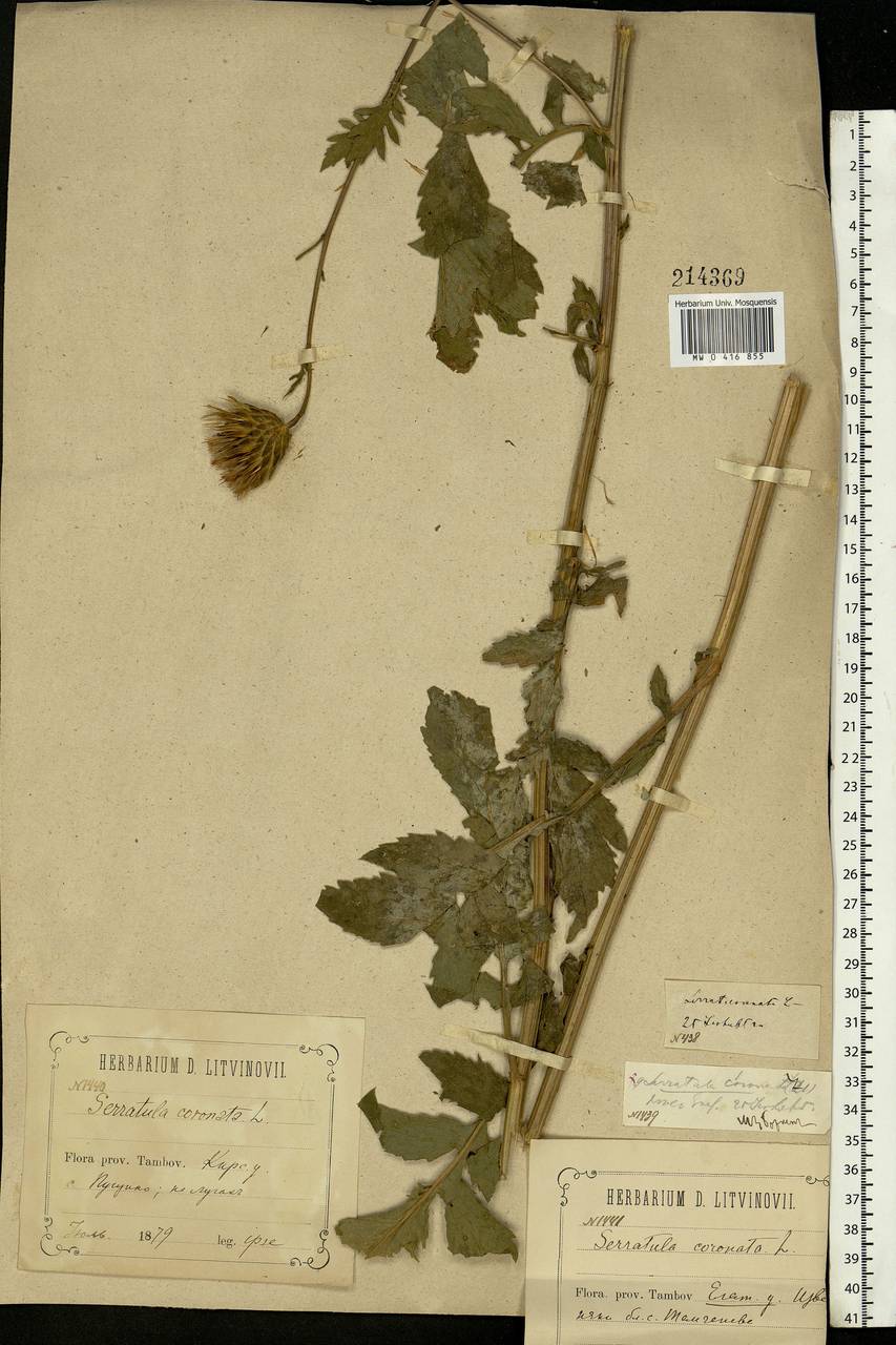 Serratula coronata L., Eastern Europe, Central forest-and-steppe region (E6) (Russia)